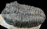 Calymene (With Shell) Trilobite - Tazarine, Morocco #56043-3